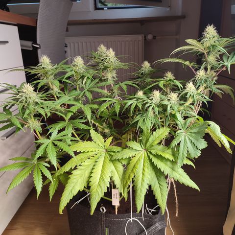 Tropicanna Banana, Ice cream cake, Biscotti Minz, Runtz Layer cake  growlog timeline photo