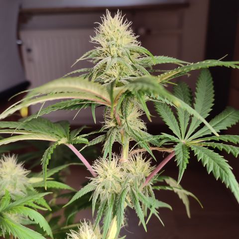 Tropicanna Banana, Ice cream cake, Biscotti Minz, Runtz Layer cake  growlog timeline photo