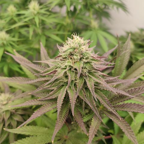 Tropicanna Banana, Ice cream cake, Biscotti Minz, Runtz Layer cake  growlog timeline photo