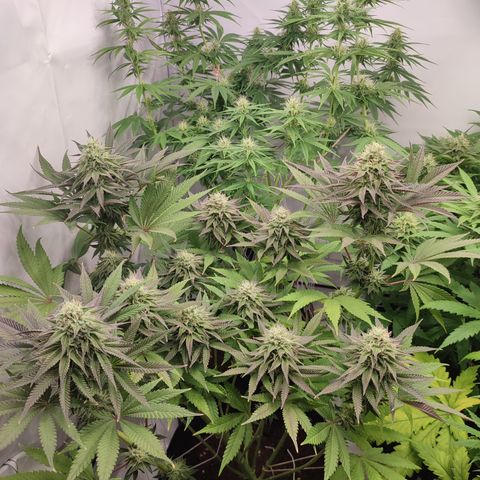 Tropicanna Banana, Ice cream cake, Biscotti Minz, Runtz Layer cake  growlog timeline photo