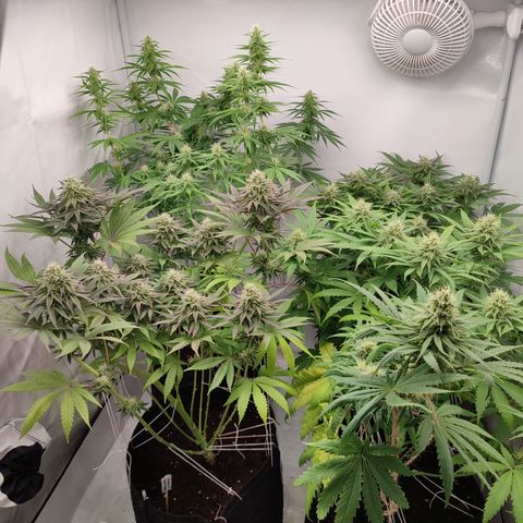 Tropicanna Banana, Ice cream cake, Biscotti Minz, Runtz Layer cake  growlog timeline photo