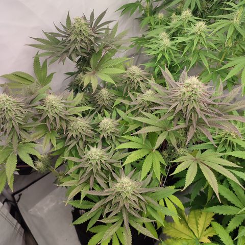 Tropicanna Banana, Ice cream cake, Biscotti Minz, Runtz Layer cake  growlog timeline photo