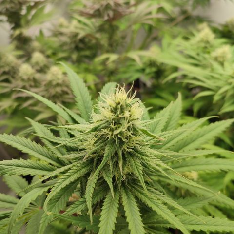 Tropicanna Banana, Ice cream cake, Biscotti Minz, Runtz Layer cake  growlog timeline photo