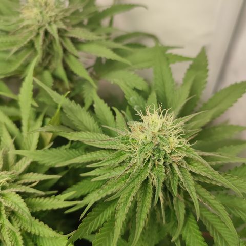 Tropicanna Banana, Ice cream cake, Biscotti Minz, Runtz Layer cake  growlog timeline photo