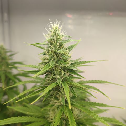 Tropicanna Banana, Ice cream cake, Biscotti Minz, Runtz Layer cake  growlog timeline photo