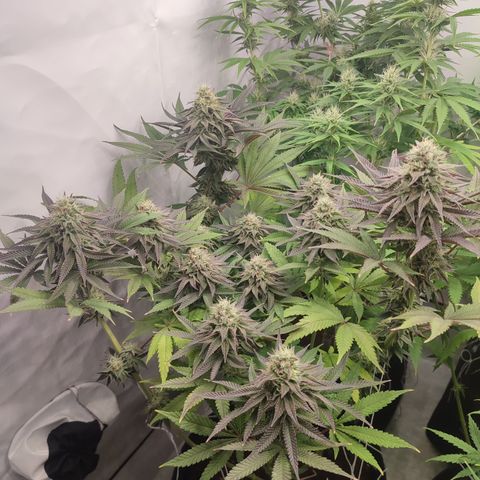Tropicanna Banana, Ice cream cake, Biscotti Minz, Runtz Layer cake  growlog timeline photo