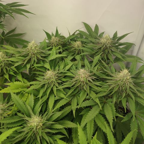 Tropicanna Banana, Ice cream cake, Biscotti Minz, Runtz Layer cake  growlog timeline photo