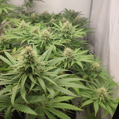 Tropicanna Banana, Ice cream cake, Biscotti Minz, Runtz Layer cake  growlog timeline photo