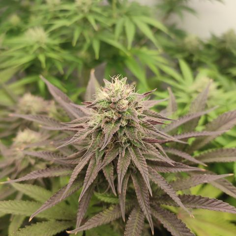 Tropicanna Banana, Ice cream cake, Biscotti Minz, Runtz Layer cake  growlog timeline photo