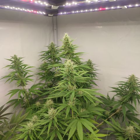 Tropicanna Banana, Ice cream cake, Biscotti Minz, Runtz Layer cake  growlog timeline photo