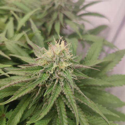 Tropicanna Banana, Ice cream cake, Biscotti Minz, Runtz Layer cake  growlog timeline photo