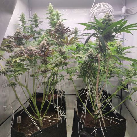 Tropicanna Banana, Ice cream cake, Biscotti Minz, Runtz Layer cake  growlog timeline photo
