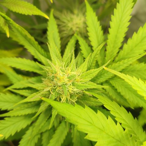 Tropicanna Banana, Ice cream cake, Biscotti Minz, Runtz Layer cake  growlog timeline photo