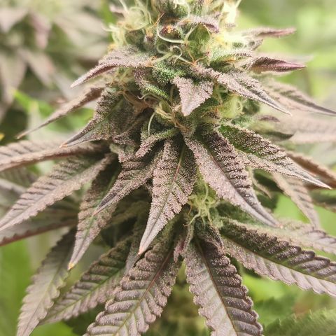Tropicanna Banana, Ice cream cake, Biscotti Minz, Runtz Layer cake  growlog timeline photo