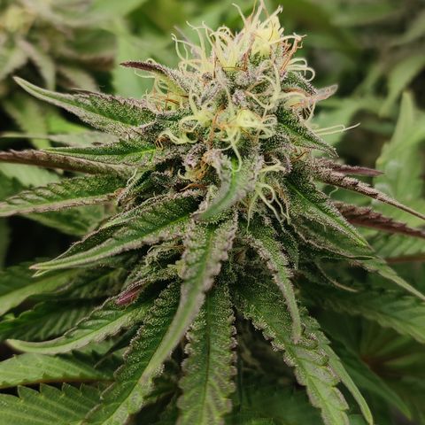 Tropicanna Banana, Ice cream cake, Biscotti Minz, Runtz Layer cake  growlog timeline photo