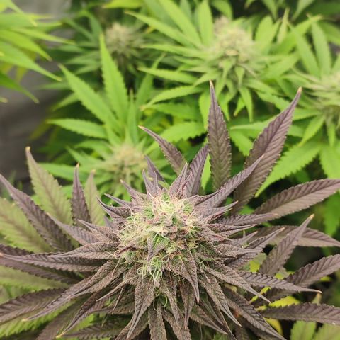 Tropicanna Banana, Ice cream cake, Biscotti Minz, Runtz Layer cake  growlog timeline photo