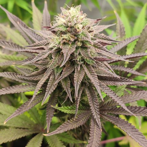 Tropicanna Banana, Ice cream cake, Biscotti Minz, Runtz Layer cake  growlog timeline photo