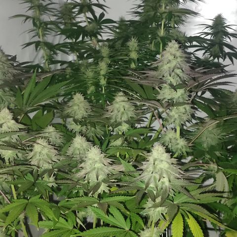 Tropicanna Banana, Ice cream cake, Biscotti Minz, Runtz Layer cake  growlog timeline photo