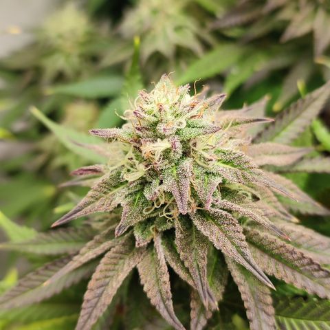 Tropicanna Banana, Ice cream cake, Biscotti Minz, Runtz Layer cake  growlog timeline photo