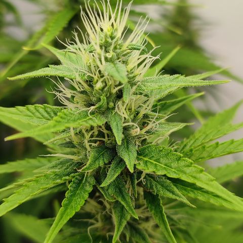 Tropicanna Banana, Ice cream cake, Biscotti Minz, Runtz Layer cake  growlog timeline photo