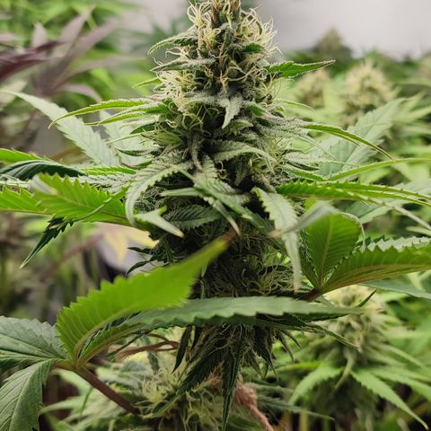 Tropicanna Banana, Ice cream cake, Biscotti Minz, Runtz Layer cake  growlog timeline photo