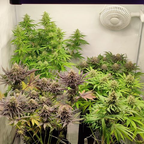 Tropicanna Banana, Ice cream cake, Biscotti Minz, Runtz Layer cake  growlog timeline photo