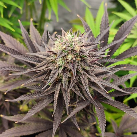 Tropicanna Banana, Ice cream cake, Biscotti Minz, Runtz Layer cake  growlog timeline photo