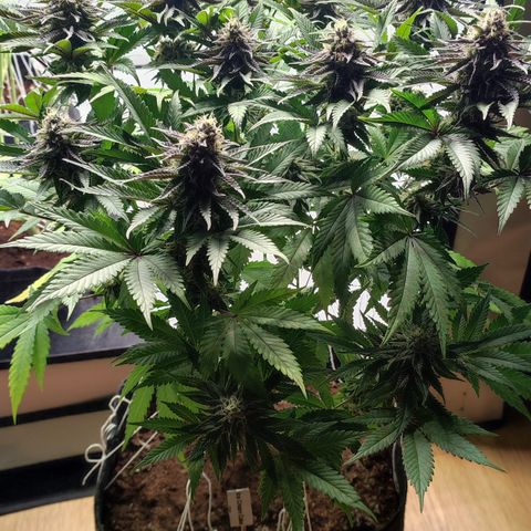 Tropicanna Banana, Ice cream cake, Biscotti Minz, Runtz Layer cake  growlog timeline photo