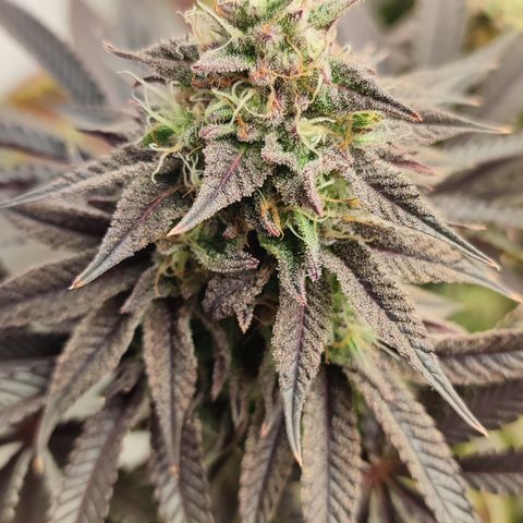 Tropicanna Banana, Ice cream cake, Biscotti Minz, Runtz Layer cake  growlog timeline photo