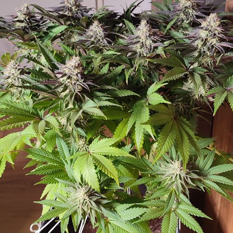 Tropicanna Banana, Ice cream cake, Biscotti Minz, Runtz Layer cake  growlog timeline photo