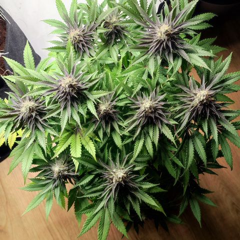 Tropicanna Banana, Ice cream cake, Biscotti Minz, Runtz Layer cake  growlog timeline photo