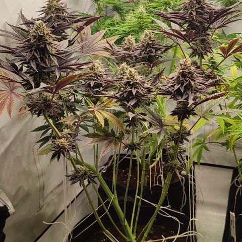 Tropicanna Banana, Ice cream cake, Biscotti Minz, Runtz Layer cake  growlog timeline photo