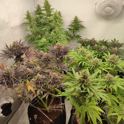 Tropicanna Banana, Ice cream cake, Biscotti Minz, Runtz Layer cake  growlog timeline photo
