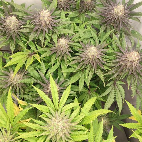 Tropicanna Banana, Ice cream cake, Biscotti Minz, Runtz Layer cake  growlog timeline photo