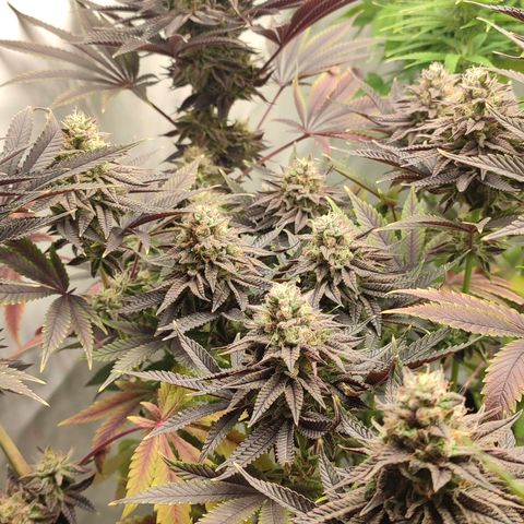 Tropicanna Banana, Ice cream cake, Biscotti Minz, Runtz Layer cake  growlog timeline photo