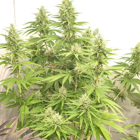Tropicanna Banana, Ice cream cake, Biscotti Minz, Runtz Layer cake  growlog timeline photo