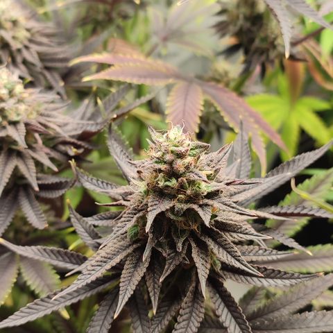 Tropicanna Banana, Ice cream cake, Biscotti Minz, Runtz Layer cake  growlog timeline photo