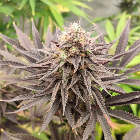 Tropicanna Banana, Ice cream cake, Biscotti Minz, Runtz Layer cake  growlog timeline photo