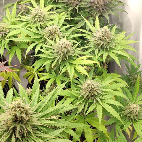 Tropicanna Banana, Ice cream cake, Biscotti Minz, Runtz Layer cake  growlog timeline photo