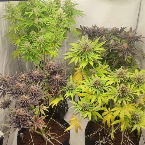 Tropicanna Banana, Ice cream cake, Biscotti Minz, Runtz Layer cake  growlog timeline photo