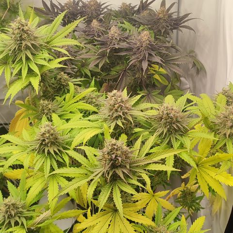 Tropicanna Banana, Ice cream cake, Biscotti Minz, Runtz Layer cake  growlog timeline photo