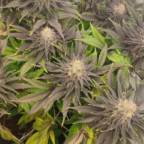 Tropicanna Banana, Ice cream cake, Biscotti Minz, Runtz Layer cake  growlog timeline photo
