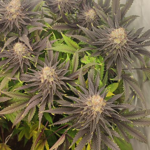 Tropicanna Banana, Ice cream cake, Biscotti Minz, Runtz Layer cake  growlog timeline photo