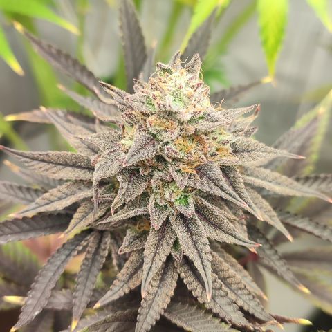 Tropicanna Banana, Ice cream cake, Biscotti Minz, Runtz Layer cake  growlog timeline photo