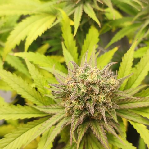 Tropicanna Banana, Ice cream cake, Biscotti Minz, Runtz Layer cake  growlog timeline photo