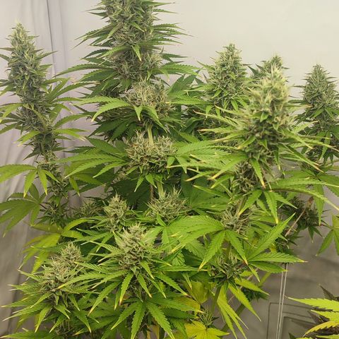 Tropicanna Banana, Ice cream cake, Biscotti Minz, Runtz Layer cake  growlog timeline photo