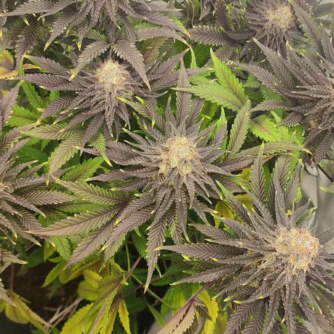Tropicanna Banana, Ice cream cake, Biscotti Minz, Runtz Layer cake  growlog timeline photo