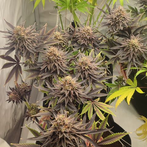 Tropicanna Banana, Ice cream cake, Biscotti Minz, Runtz Layer cake  growlog timeline photo