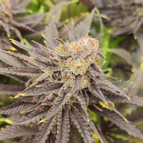 Tropicanna Banana, Ice cream cake, Biscotti Minz, Runtz Layer cake  growlog timeline photo
