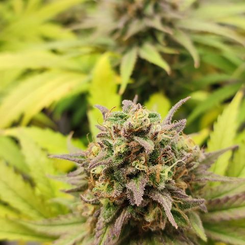 Tropicanna Banana, Ice cream cake, Biscotti Minz, Runtz Layer cake  growlog timeline photo